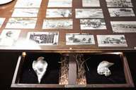 Госпиталь птиц