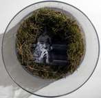 Дакини. Семена Алая-Виджняна