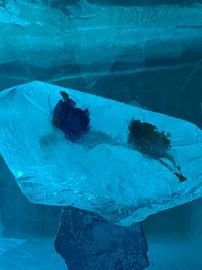 Приближение Снежной Королевы. Часть I